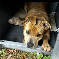 Thumbnail photo of Hunny #3