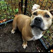 Thumbnail photo of Hunny #4