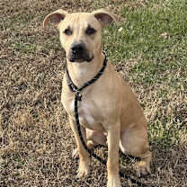 Thumbnail photo of Springer #1