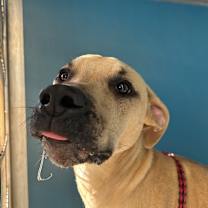 Thumbnail photo of Springer #2