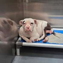 Thumbnail photo of Crown  #1