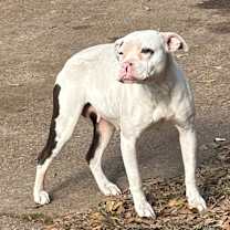 Thumbnail photo of Crown  #2