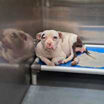 Thumbnail photo of Crown  #3