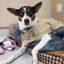 Thumbnail photo of Violet  #1