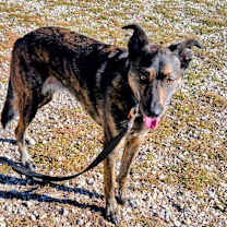 Thumbnail photo of Hazel #2