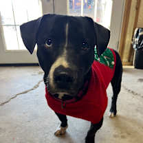 Thumbnail photo of Sophie #1