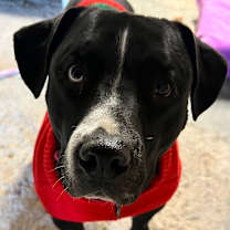 Thumbnail photo of Sophie #4