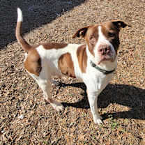 Thumbnail photo of Prince #4