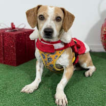 Thumbnail photo of Orange #1