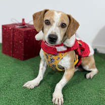 Thumbnail photo of Orange #4