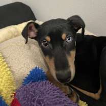 Thumbnail photo of Poncho #2