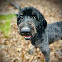 Thumbnail photo of Petey Nov 25 #1