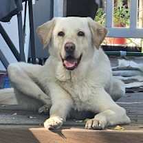 Thumbnail photo of Prince #1