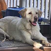 Thumbnail photo of Prince #2