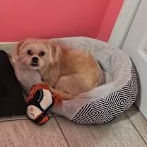 Thumbnail photo of Shen #4