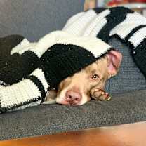 Thumbnail photo of Bodhi #4