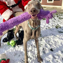 Thumbnail photo of Loki #2