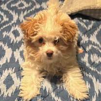 Thumbnail photo of Prada #2