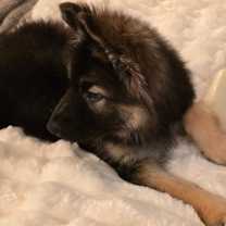 Thumbnail photo of Billy #4