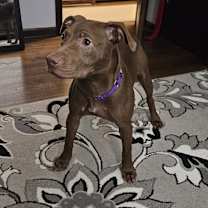 Thumbnail photo of Jinx #3