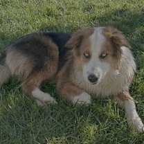 Thumbnail photo of Skye #2