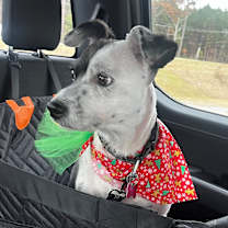 Thumbnail photo of Daisy #1