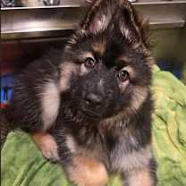 Thumbnail photo of Giuliana #4