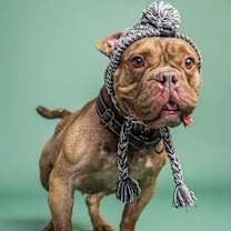 Thumbnail photo of Hunny #1