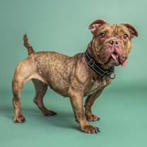 Thumbnail photo of Hunny #3