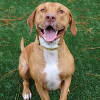 Thumbnail photo of Doughnut #1