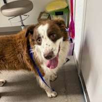 Thumbnail photo of Roady #2