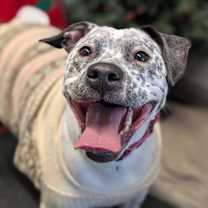 Thumbnail photo of Pepper #1