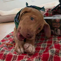 Thumbnail photo of 960 (2025) #3