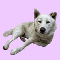 Thumbnail photo of TUSC-Stray-82946 #2