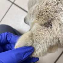 Thumbnail photo of TUSC-Stray-82946 #3