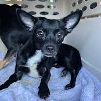 Thumbnail photo of ZIGGY #2