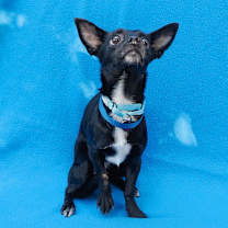 Thumbnail photo of ZIGGY #3