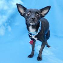 Thumbnail photo of ZIGGY #4