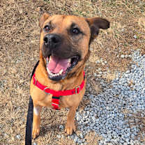 Thumbnail photo of Armani #3