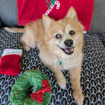 Thumbnail photo of Rudy #1