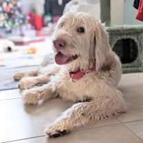 Thumbnail photo of Sir Snows-a-Lot #1