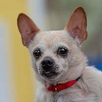 Thumbnail photo of Shrimpy  #1