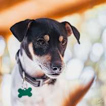 Thumbnail photo of Snoopy #2