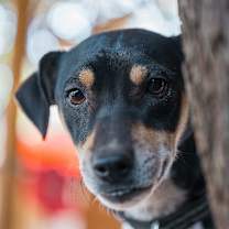 Thumbnail photo of Snoopy #3