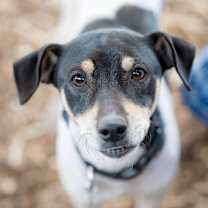 Thumbnail photo of Snoopy #1