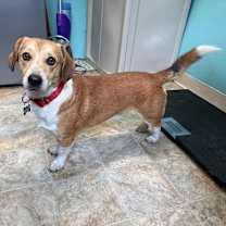 Thumbnail photo of Gibby #2