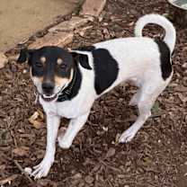 Thumbnail photo of Snoopy #4