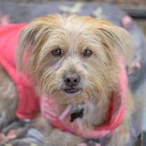 Thumbnail photo of Maisie #1