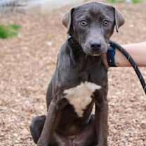 Thumbnail photo of JellyBean #1