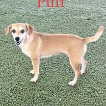 Thumbnail photo of Mrs.Puff #1